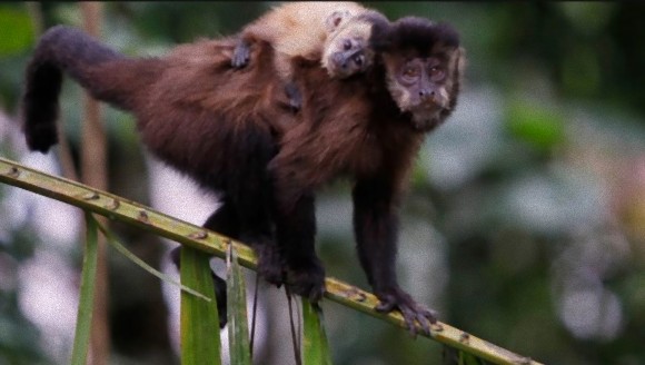 サルが命を救ってくれた アマゾンでさまよい続けて9日間 毎日サルたちに食糧を分け与えられた男性 ボリビア 17年4月2日 エキサイトニュース