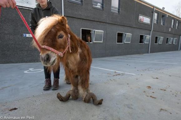 10年以上もの間 飼育放棄され続けたポニー そのひづめは大変なことになっていた 17年4月18日 エキサイトニュース