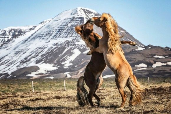 アイスランドに生息する美しく力強い野生の馬たちの写真 17年5月7日 エキサイトニュース