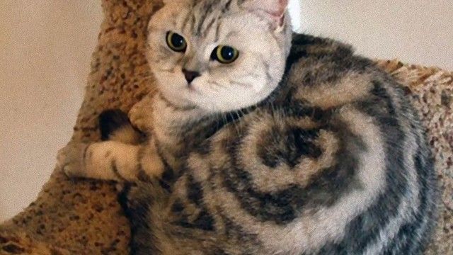 偶然か必然か 毎日不思議がいっぱい 猫たちの不思議な瞬間スナップショット集 17年6月28日 エキサイトニュース