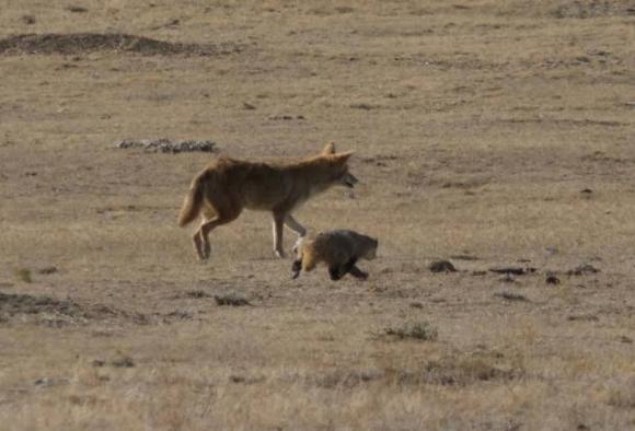 捕食獣のコヨーテ 餌であるはずのアナグマとタッグを組んだ 目的の為なら昨日の敵が今日の友となる瞬間を激写 17年7月12日 エキサイトニュース