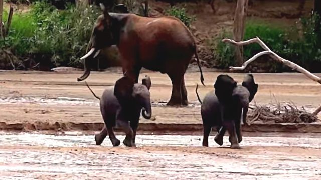 ママ 見つけた はぐれたお母さんに駆け寄る子ゾウたち 17年7月12日 エキサイトニュース