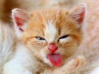 奇跡との遭遇。動物たちのユーモラスなシーンを撮影した2017年「コメディワイルドライフ・フォトグラフィー・アワード」