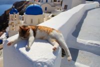 ギリシャにある猫島。白と青の美しいコントラストの中で優雅に暮らす、サントリーニ島の猫たち