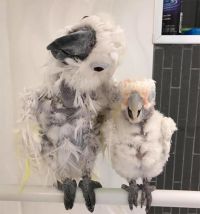 あまりにも辛すぎる鳥生を送っていた鳥に、やっと幸運が訪れた。大親友を得てこれからという時に、ああなのに・・・