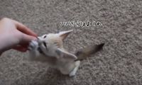 かわいいさこの上なしだが、犬のようにはうまくいかない。フェネックギツネになんとか「おすわり」を覚えさせてみた