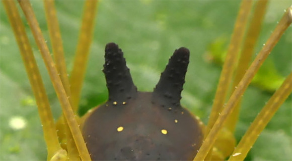 ちっこい黒ウサギが巨大メカに乗っかってる感を醸し出しているこの生物の正体は 節足動物注意 17年8月4日 エキサイトニュース