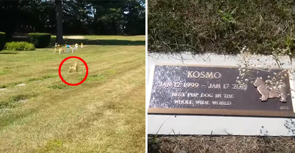 ペットの墓地で犬が墓の上に現れた その驚きの姿を撮影した写真 17年8月21日 エキサイトニュース