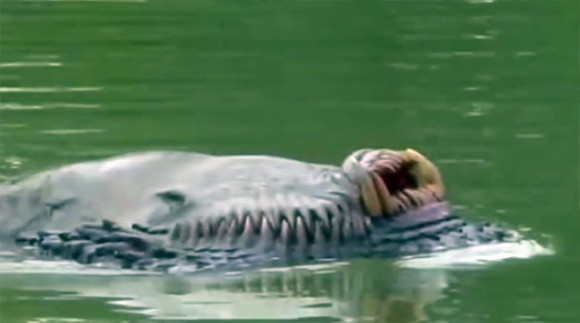 何者だよ ブルネイの川で発見された牙を持つ背泳ぎしているように見える奇妙な生き物 17年8月15日 エキサイトニュース