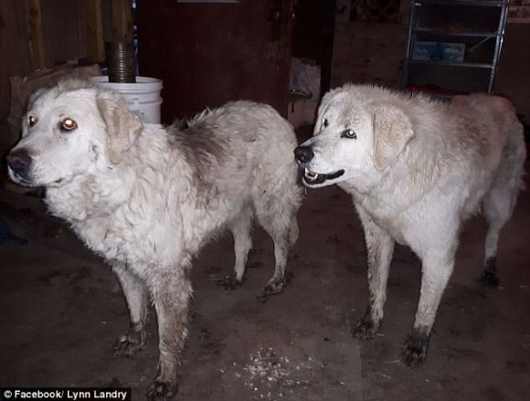 日もの長い間 山火事から90匹の羊たちを守りぬき無事生還した2匹の牧羊犬 カナダ 17年9月8日 エキサイトニュース