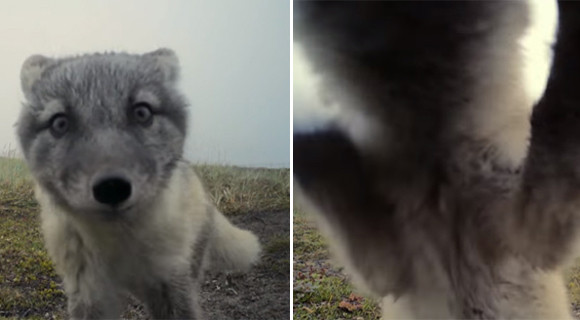 何これ何これ ガシガシピシッ 監視カメラを無邪気に破壊するホッキョクギツネの子どもたち 17年10月21日 エキサイトニュース