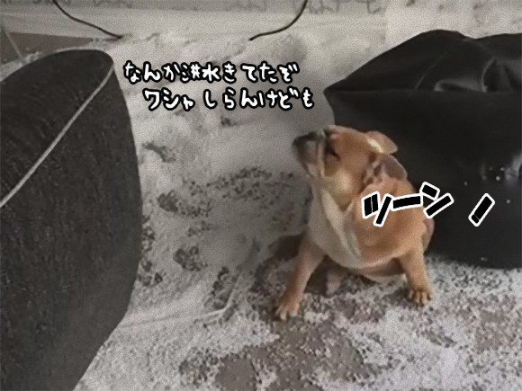 わしゃしら ん ビーズクッションの中身を大放出 部屋中を雪景色にするもあくまでもしらを切り続ける犬 17年10月23日 エキサイトニュース