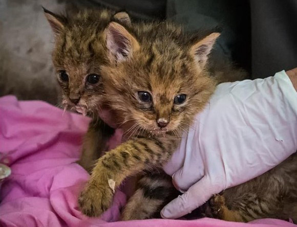 道路わきでうずくまっていた子猫たちを保護したところ特別な猫であることが判明 イスラエル 17年10月25日 エキサイトニュース