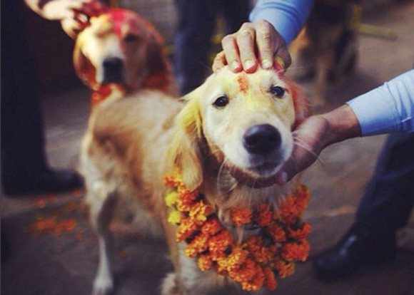 神の使いである犬たちが花飾りをつけ盛大に称えられるネパールの犬まつり ククル ティハール 2017年11月2日 エキサイトニュース
