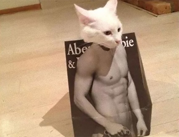 強い 確信 猫がアバクロンビー フィッチの紙袋に入ったら無敵マッチョになるという説 17年11月10日 エキサイトニュース