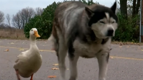 親友を失い失意の犬の元にやってきたのは1羽のアヒルだった 種族を超えた新たな友情に町中ほっこり アメリカ 17年11月23日 エキサイトニュース