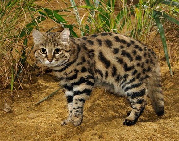 ネコの多様性を堪能しよう 魅力に溢れる10種のネコ科動物 17年11月22日 エキサイトニュース