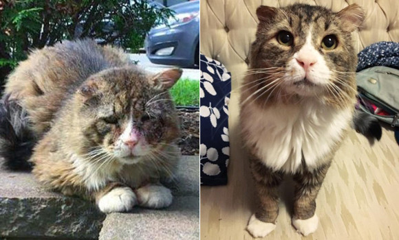 厳しい寒さで凍傷を負いボロボロになっていた猫 ようやく保護されあたたかい家庭の元へ カナダ 17年12月12日 エキサイトニュース