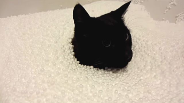 おうちのなかで雪遊び気分 極小の発泡ビーズに埋まって遊ぶ猫 18年2月1日 エキサイトニュース