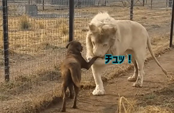 ライオン ザ ジェントルマン 犬の前足をやさしく持ち上げそこにキスをするホワイトライオンの紳士っぷりったら 18年2月6日 エキサイトニュース