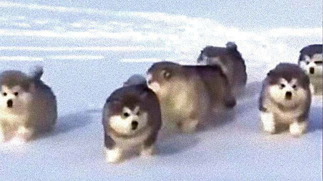 ころころころりん みんな元気に走り回るよ モコモコまんまるアラスカンマラミュートの子犬たち 2018年2月23日 エキサイトニュース