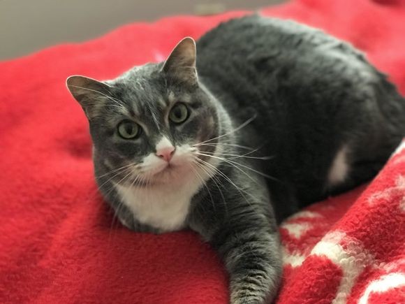 飼い主が危ない 心臓発作を起こした飼い主の命を救った猫 18年3月29日 エキサイトニュース