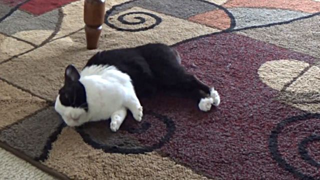 もう限界 おやすみなさい コテンと寝落ちするウサギがちょっぴりうらやましくなる映像 18年3月31日 エキサイトニュース