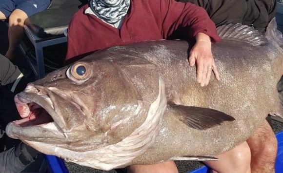 巨大魚ゲットだぜ いくらなんでもデカすぎるやろ 釣り好きの息子と一緒に釣りに出掛けたお母さん 信じられないサイズの巨大魚をゲットだぜ オーストラリア 18年4月2日 エキサイトニュース