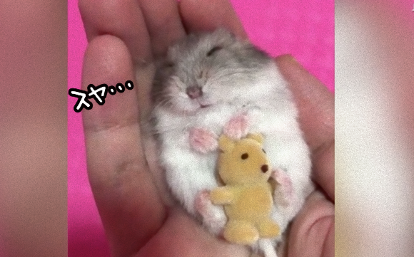 世界中で大ヒット 手の中でぬいぐるみを抱っこしてスヤスヤと眠るハムスターの動画 18年4月11日 エキサイトニュース