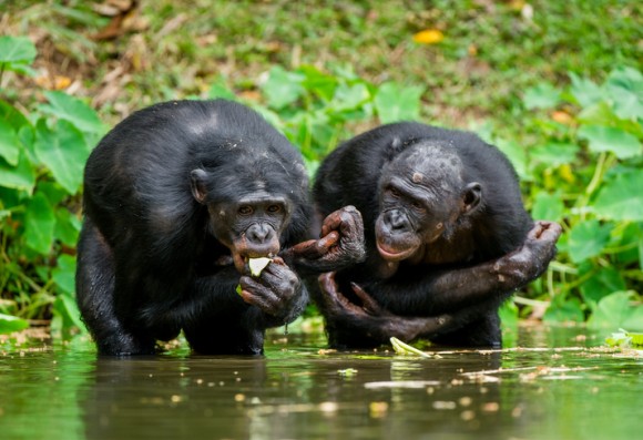 動物界での同性愛は自然なこと チンパンジーの仲間 ボノボはほぼバイセクシャル 18年5月16日 エキサイトニュース