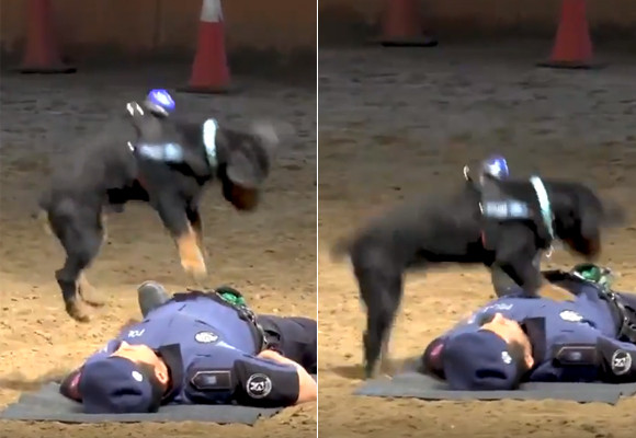 すごいぞポンチョ 心肺蘇生法で警官の命を救う警察犬 スペイン 18年6月27日 エキサイトニュース