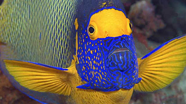 夏本番へのカウントダウン開始 美しい熱帯魚を眺めながら 猛暑をやり過ごそうじゃないか 18年6月27日 エキサイトニュース