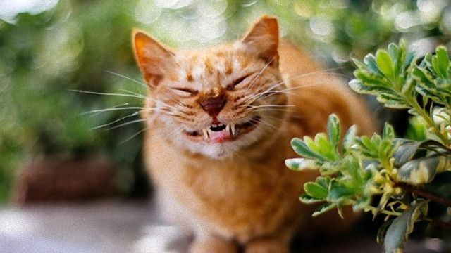 笑う門には福来るって聞くし インターネットで見つけたスマイル猫たち 18年7月14日 エキサイトニュース