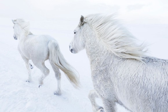 ファンタジーの世界かよ 極寒のアイスランドに住む神獣のような美しい馬たちの写真 18年8月1日 エキサイトニュース