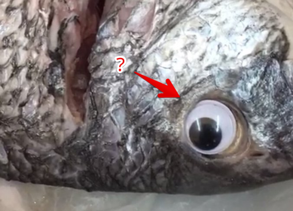 新鮮に見えるだろ 鮮度アップを狙って魚にプラスチックの目玉を付けて販売した鮮魚店が営業停止処分に クウェート 18年9月4日 エキサイトニュース