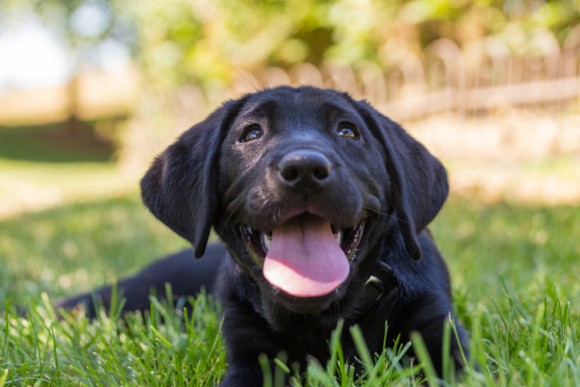 冤罪から救ってくれたのは犬 容疑者が射殺した と証言された黒い犬が発見され有罪判決が撤回 アメリカ 18年9月日 エキサイトニュース