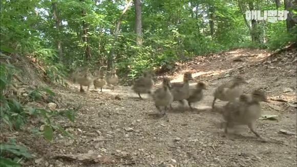 究極のインプリンティング 刷り込み 効果か どこにいってもパタパタついてくる 21羽の鳥を我が子として育てる男性 18年10月19日 エキサイトニュース