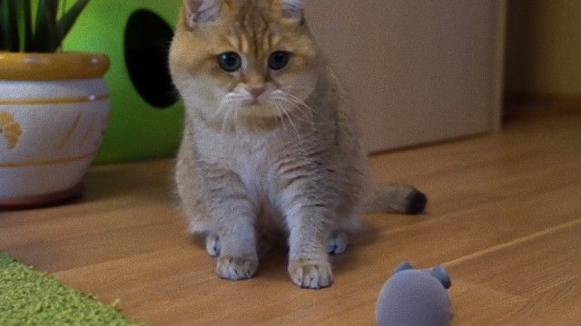 猫のホシコさん 予測不能のネズミのオモチャにおっかなびっくり 18年10月4日 エキサイトニュース