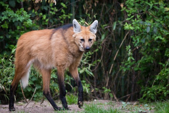 絶滅危惧種のタテガミオオカミを間近で見ることができるブラジルの修道院 サンチュアリオ ド カラサ 18年10月8日 エキサイトニュース