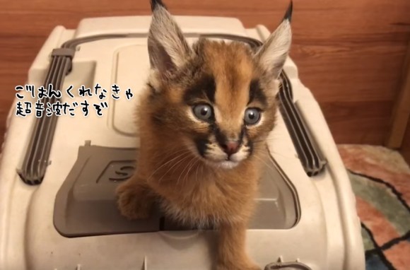 耳毛キュートなワイルドキャット カラカル の子猫 お腹がすいたときの鳴き声のピキピキ感がすごい 要音声 18年10月18日 エキサイトニュース