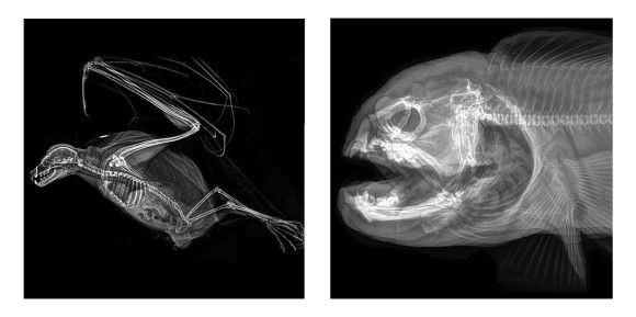 骨まで愛そう オレゴン動物園が公開した繊細で美しい 動物たちのレントゲン画像 18年11月17日 エキサイトニュース