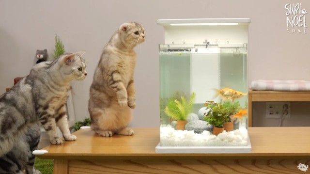 何これ お魚 遊んじゃダメ 金魚のための水槽を用意する様子に興味津々の猫たち 18年10月25日 エキサイトニュース