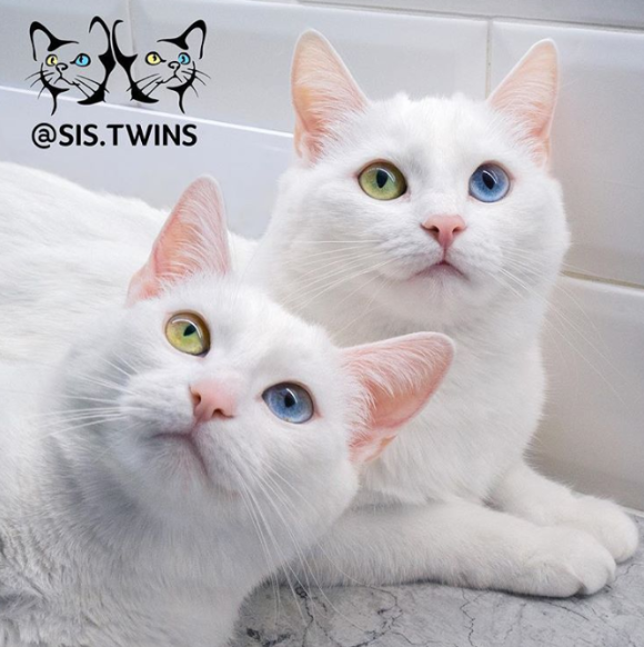 18年のインスタアイドルキャット ホワイトボディに宝石のようなオッドアイを持つ双子猫 イリスとアビス 18年12月30日 エキサイトニュース
