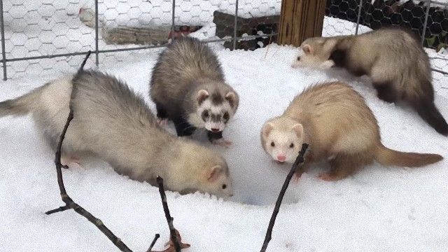 アライグマのティトさん 冷たくて雪遊びに躊躇 フェレットたちの初雪 18年12月27日 エキサイトニュース