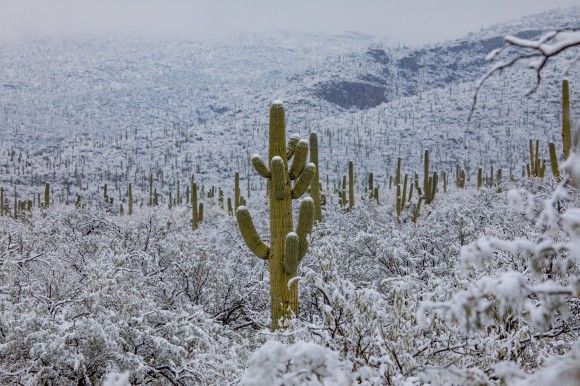 キンッキンに冷えてやがるぜ 砂漠地帯のサボテンに雪が積もる異様な光景 アメリカ アリゾナ州 19年1月23日 エキサイトニュース