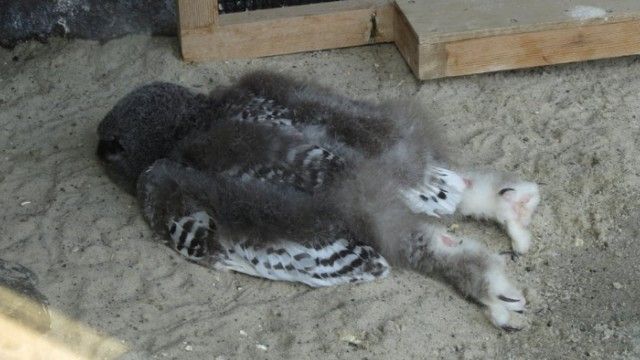 いるいる フクロウの赤ちゃんの寝方が酔っ払いの行き倒れのようだった件について 19年1月25日 エキサイトニュース
