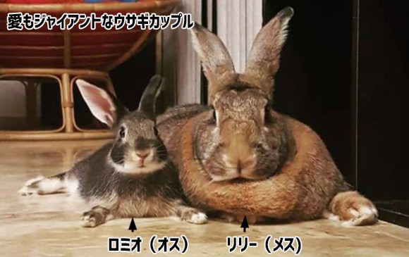 小さなウサギの愛情はジャイアント 彼の愛するガールフレンドもジャイアント 物理的な意味で 19年2月15日 エキサイトニュース