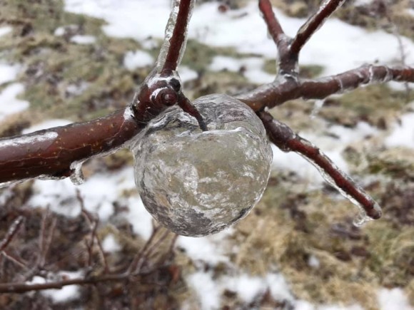 自然が魔法を使ってきたぞ リンゴの木の枝になっていたのは 氷でできたリンゴそっくりの実 アメリカ 19年2月17日 エキサイトニュース