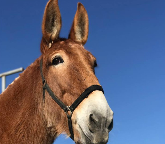 12年間米軍に勤務し兵士たちを支えてきたラバ 引退した現在 第二のラバ生を過ごす場所を求めて アメリカ 19年3月26日 エキサイトニュース