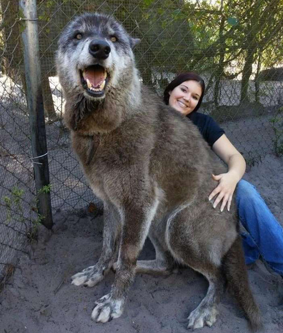 すごく巨大です オオカミの血を色濃く残すウルフドッグ 一緒に写った女性との大きさ比較 アメリカ 19年3月18日 エキサイトニュース